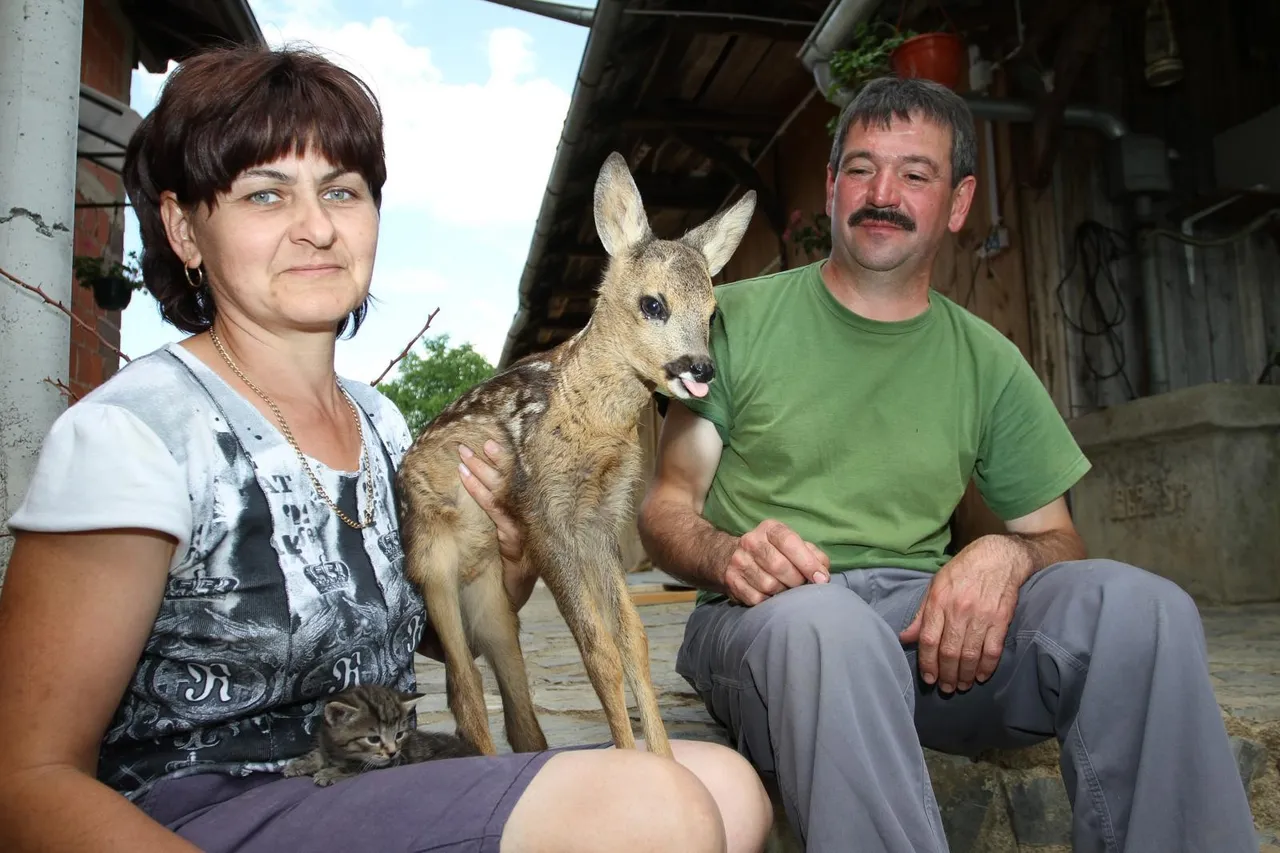 Obitelj u šumi pronašla lane i udomila ga