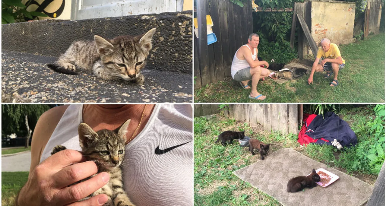 Varažin nema sklonište za mačke, a o njih 13 brinu Dragec i Vladimir: 'Trebamo pomoć'