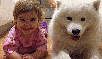 samoyeds_are_serious_contenders_for_the_cutest_dog_breed_contest_02