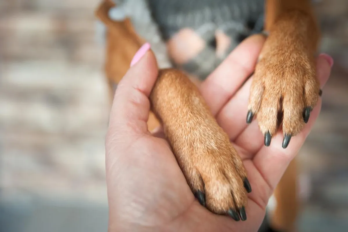 Znaš li što ti pas pokušava reći kad te dodiruje svojim šapama?