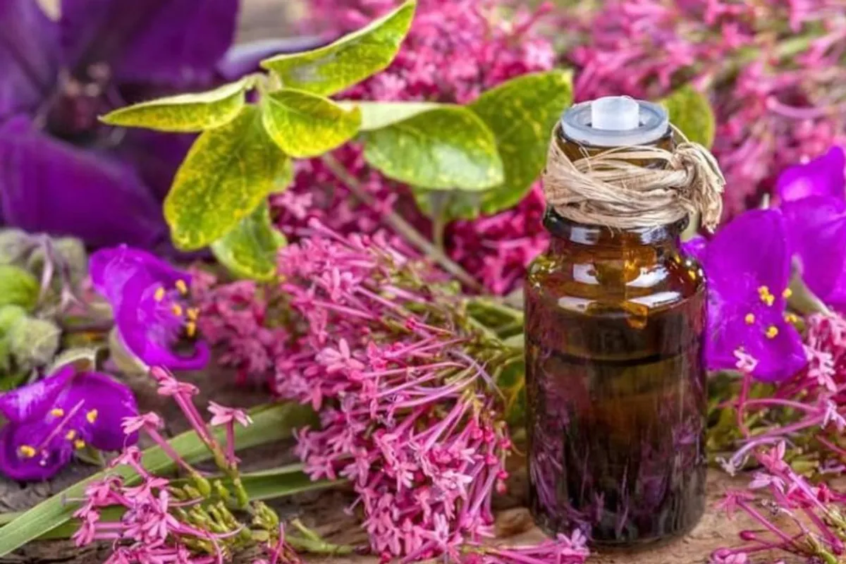 Prednosti eteričnog ulja kadulje u menopauzi i kako ga koristiti