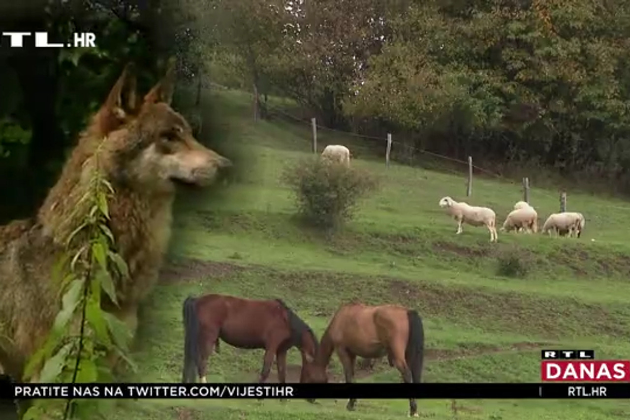Vukovi napali stado ovaca u Gorskom Kotaru: 'Šteta je 30.000 kuna, ali ako dobijemo četiri, bit će dobro...' - Net.hr