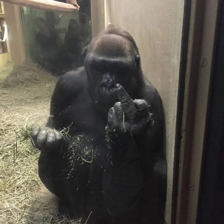 srednji prst, gorila
