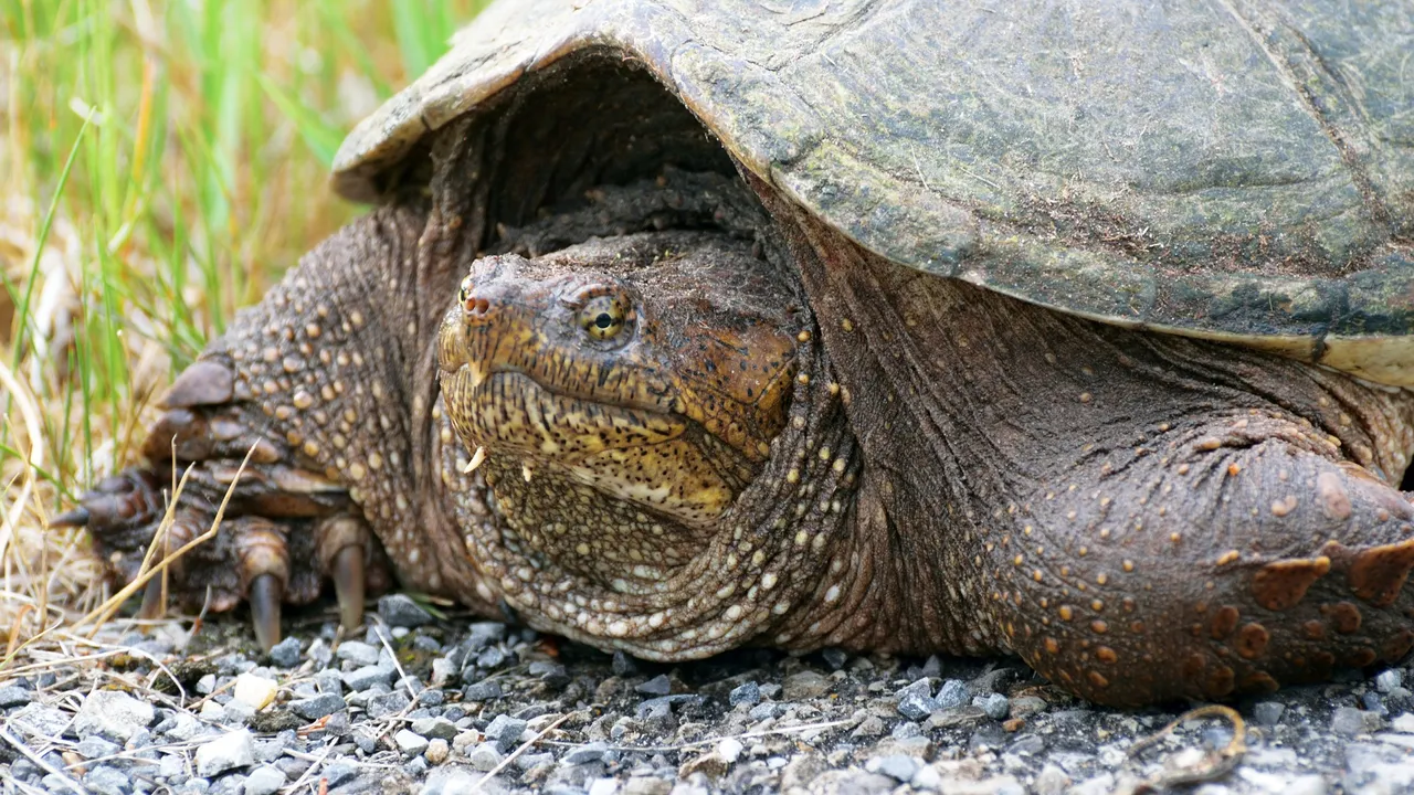 Papagajska kornjača - najteža slatkovodna kornjača - Net.hr