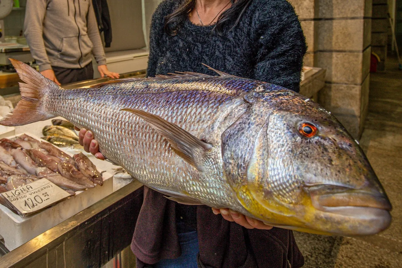 Pula: Kapitalac zubatac od 6,5 kilograma vrijedi 900 kuna