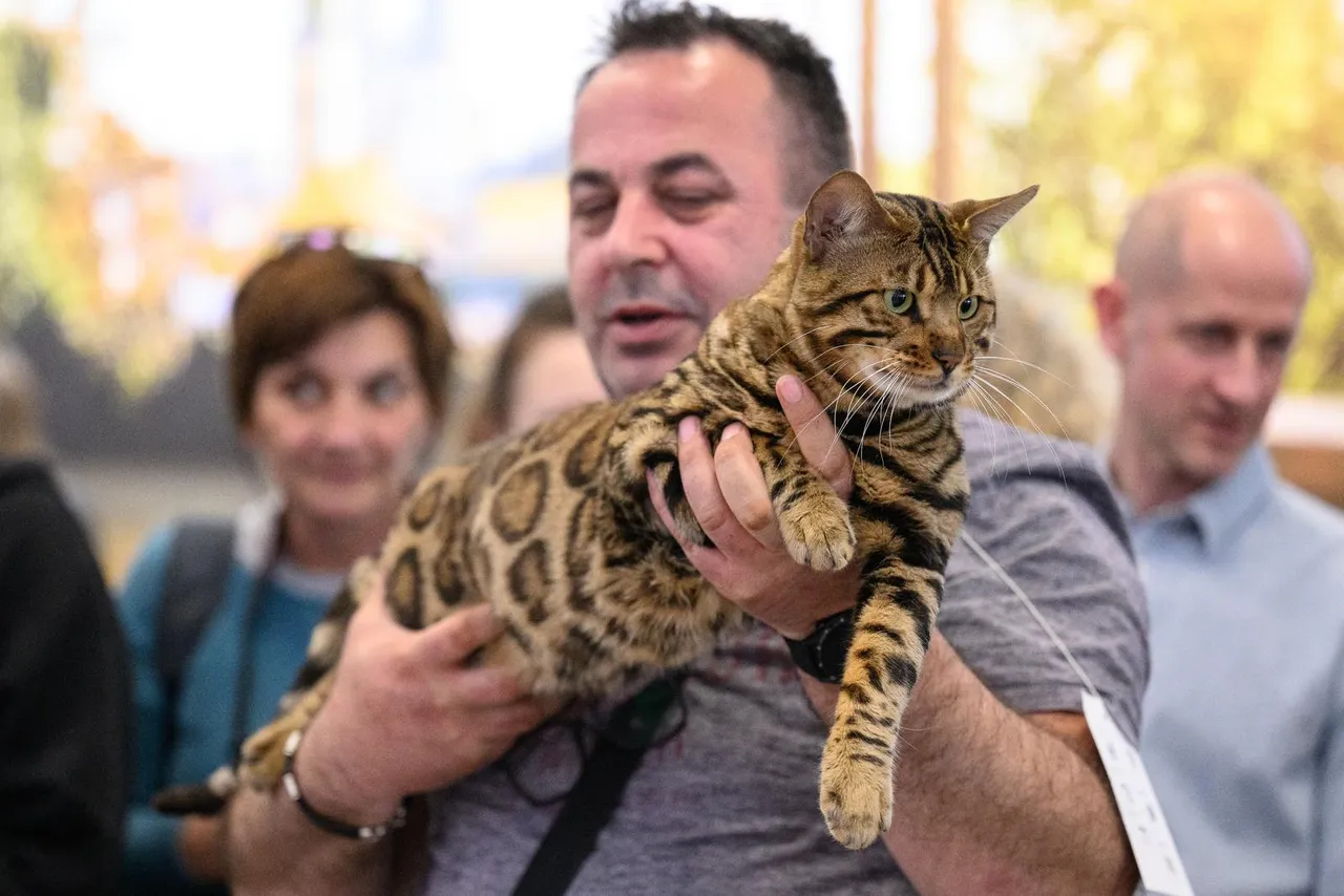 Zagreb: Međunarodna izložba mačaka