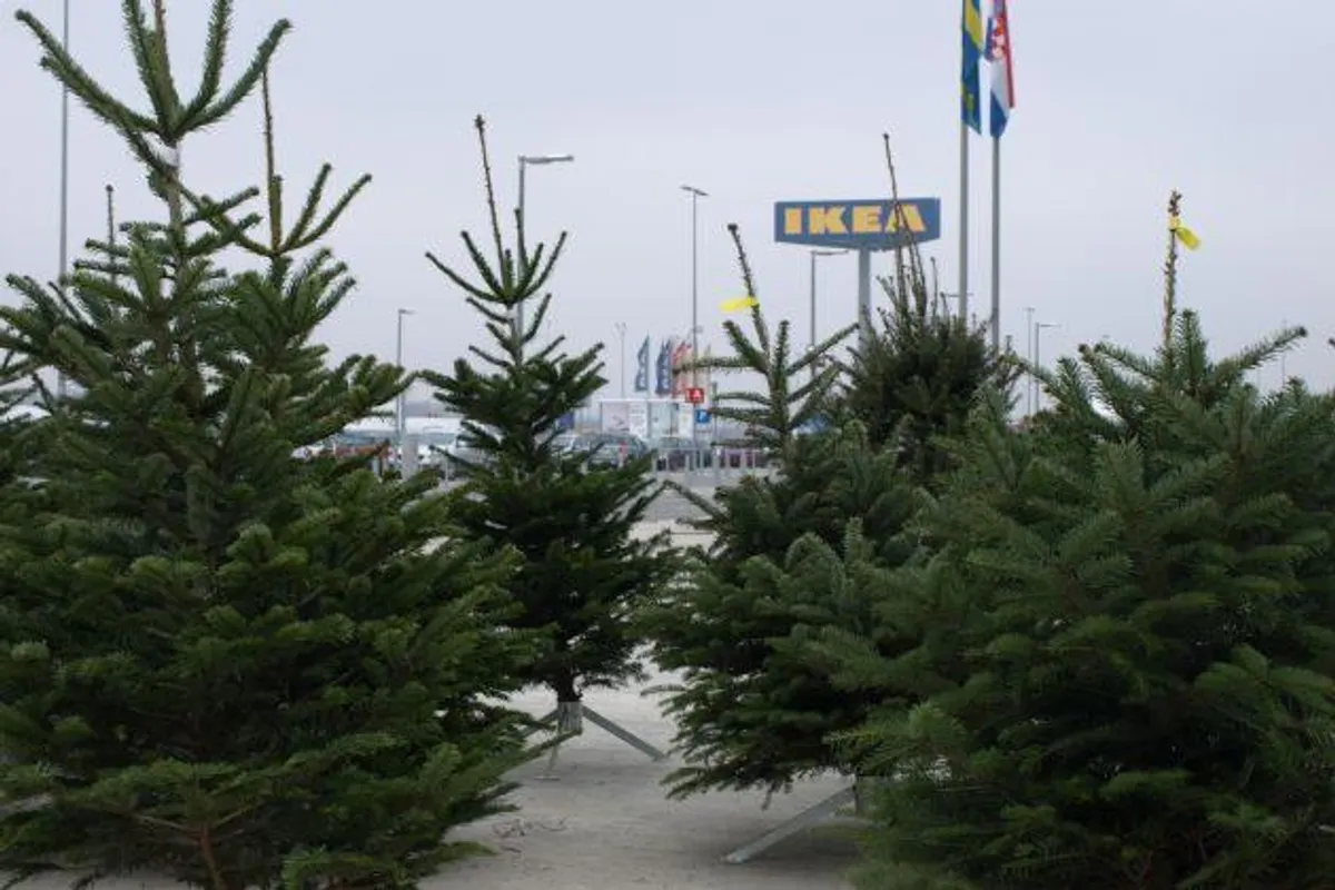 Ikea potiče građane da recikliraju svoja božićna drvca