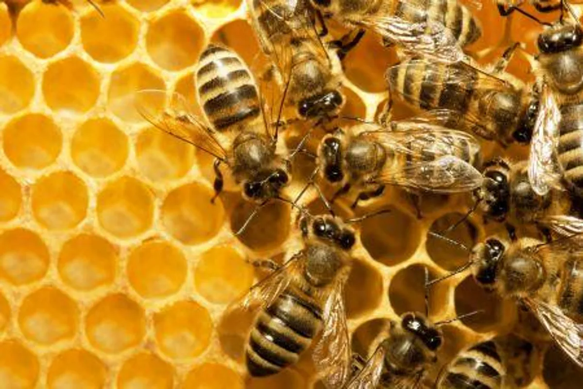 Blago iz pčelinjih košnica za snagu vašeg imuniteta