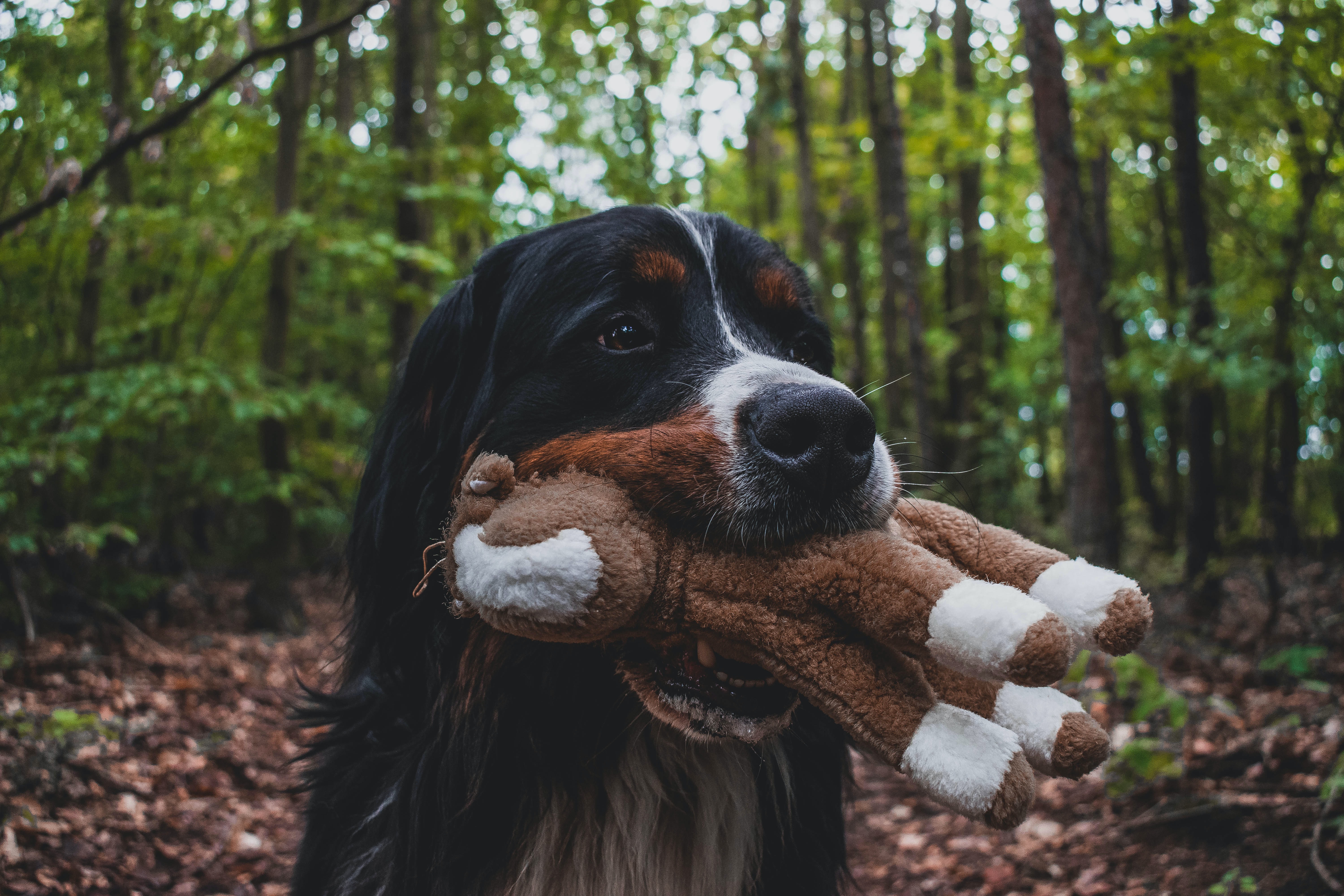 koje su boje perro majorero psi