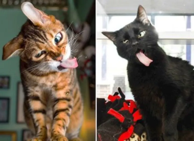 'Kao da su pokvarene': Ove mačke nasmijat će vas svojim pozama i izrazima lica!