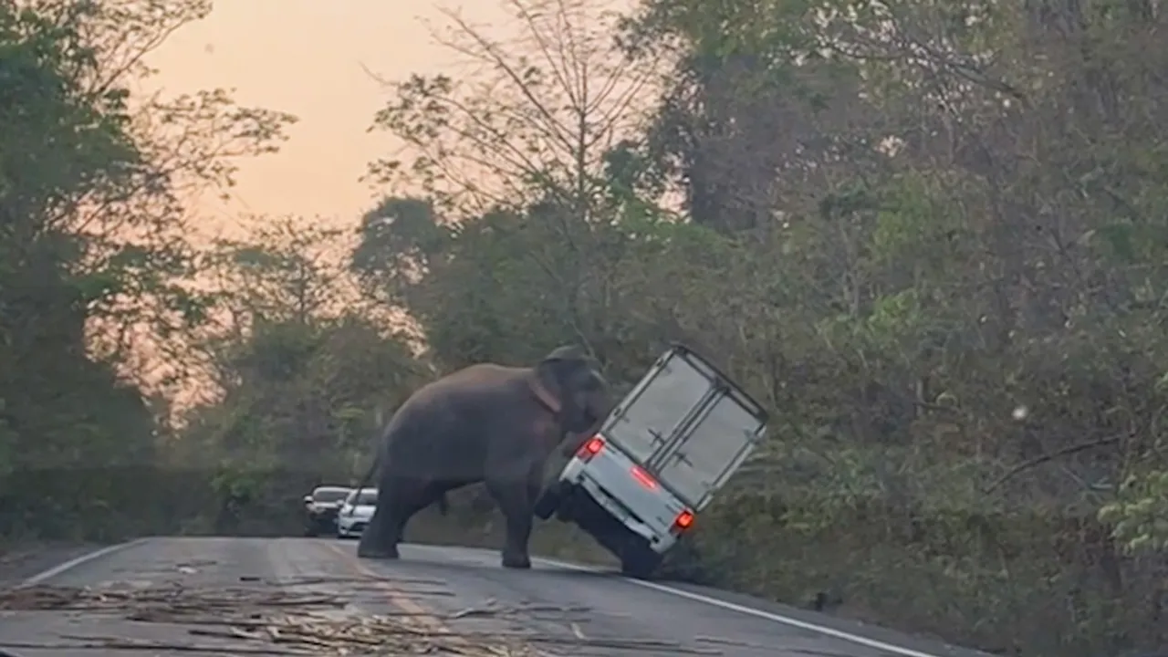 slon prevrnuo vozilo