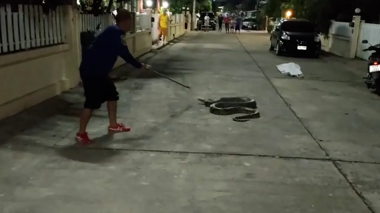 Enormous 18ft-long python found sleeping on wall next to house after eating THREE cats