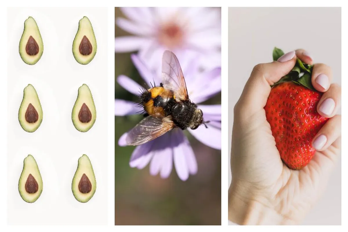 Od avokada do jagoda - 28 namirnica koje bi mogle nestati ako pčele izumru