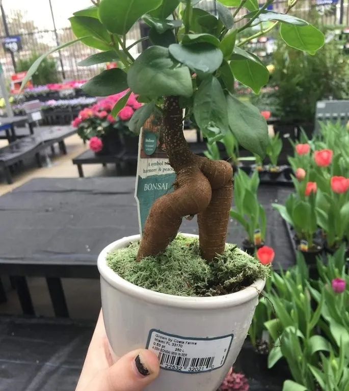 Jeste li ikada vidjeli bonsai koji ovako pozira?