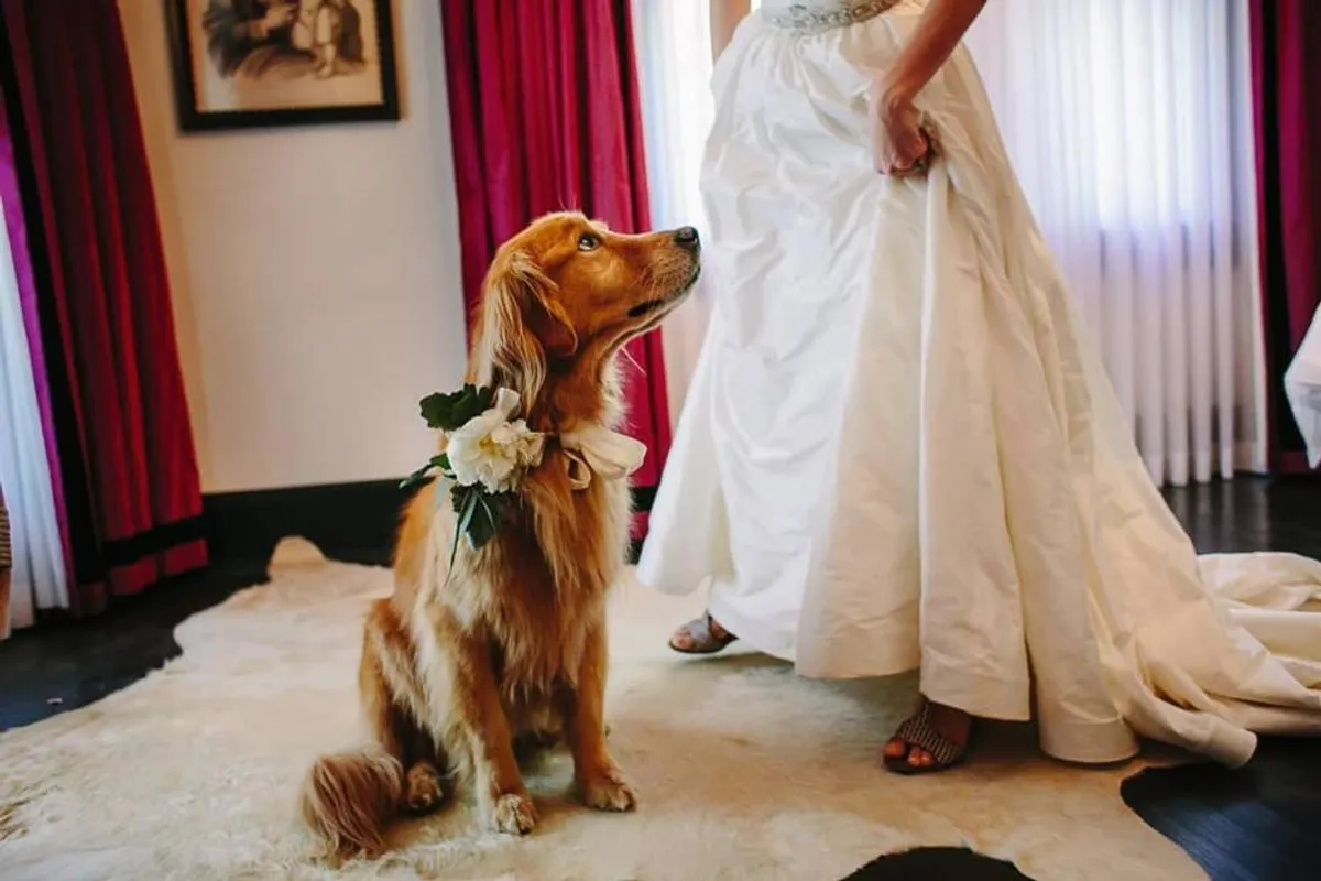 Psi na vjenčanjima uvijek nam mogu popraviti dan pa smo izdvojile najslađe fotke