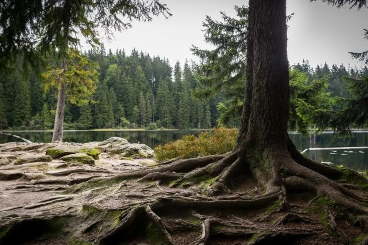 Posjetili smo Nacionalni park Bayerischer Wald