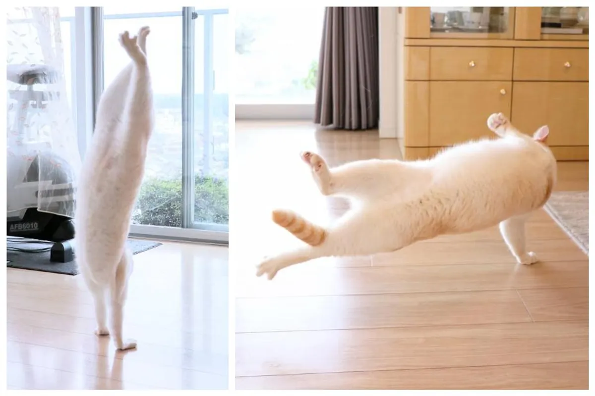 Plesna zvijezda: Ova mačka ima bolje plesne pokrete od svih nas