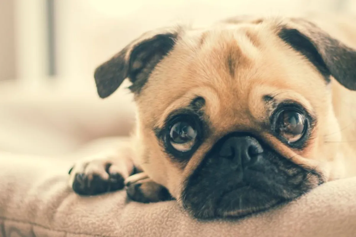 Evo zašto je plač psa jedna od najtužnijih stvari koju možemo čuti (i ne, nismo lude)