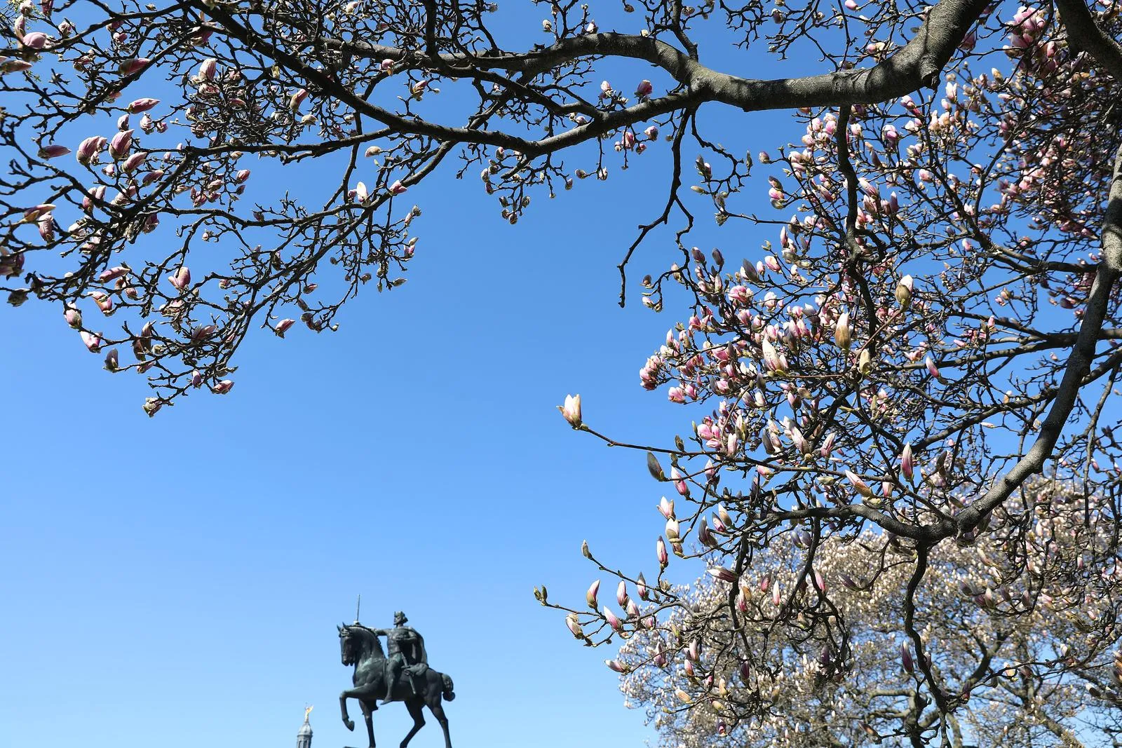 Magnolija je mnogima omiljen vjesnik proljeća.