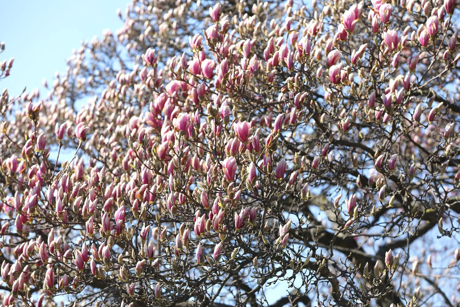 Magnolije su ukrasno stablo kojeg često viđamo u parkovima i vrtovima. 