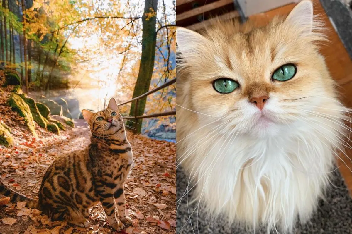 Ako voliš mačke, moraš zapratiti ove preslatke Instagram profile