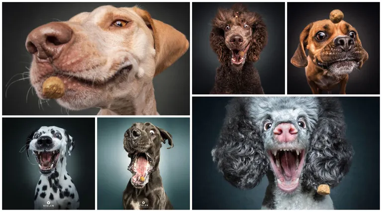 20 genijalnih fotografija pasa u trenutku kad su pokušali uhvatiti slasticu