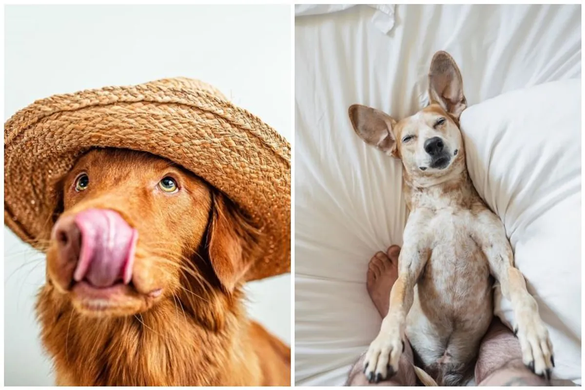 Ovo su najslađi Instagram profili posvećeni psima