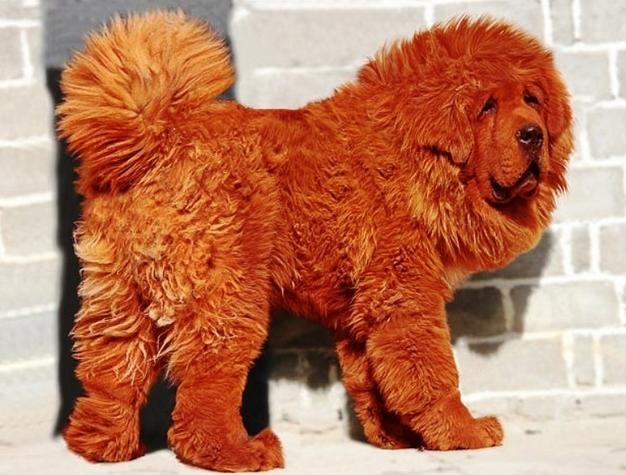 Tibetan mastiff hot sale cijena