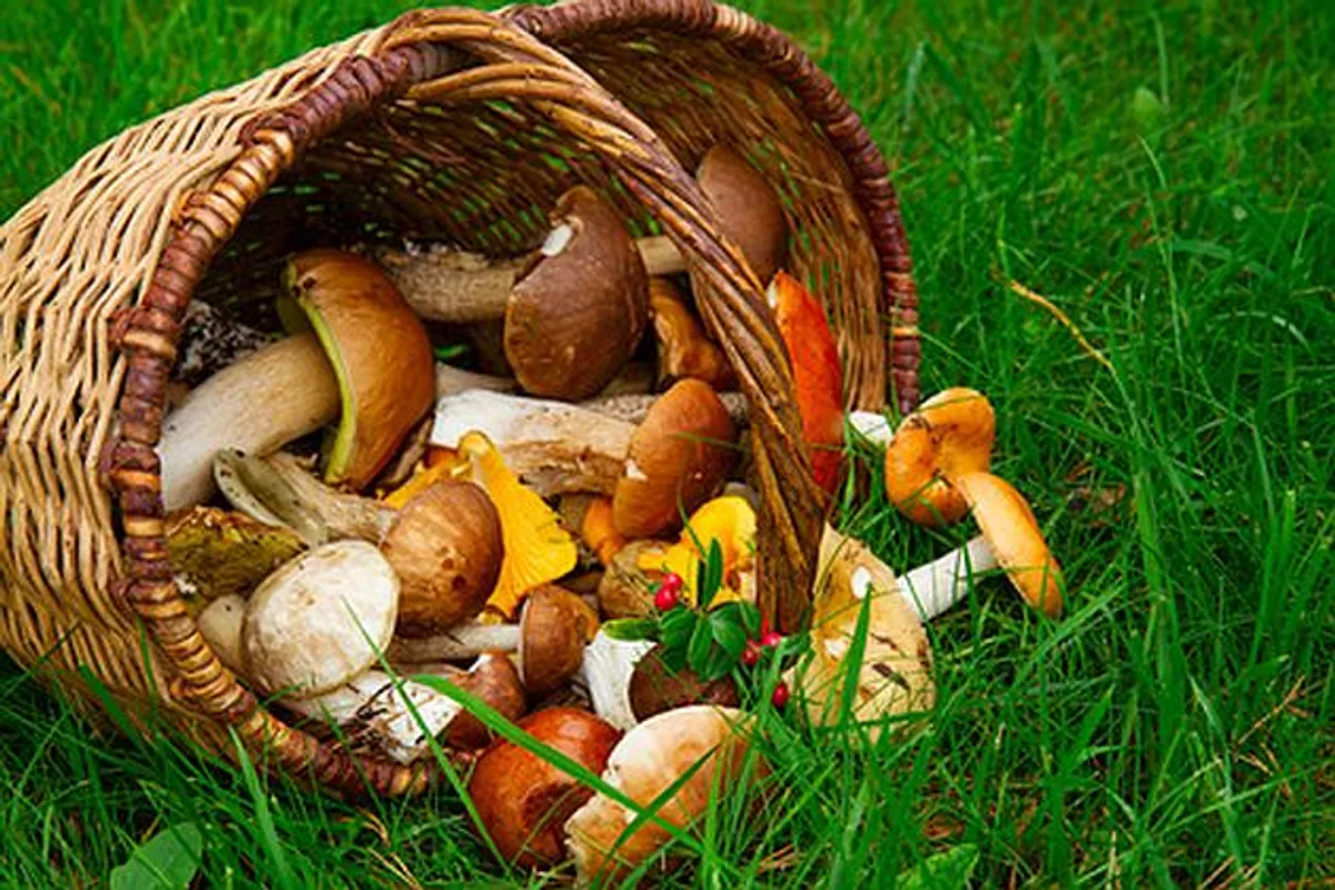 Mirisne gljive jedan su od najukusnijih simbola jeseni