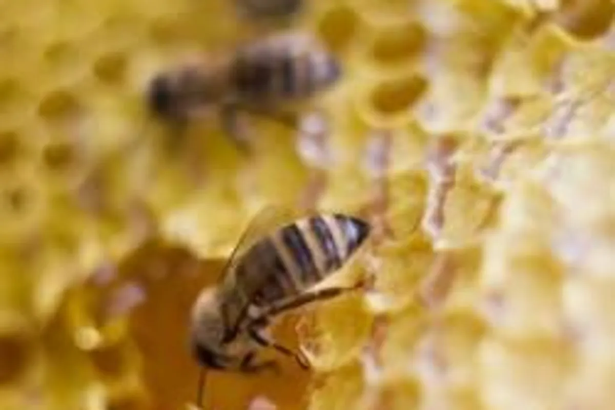 Pčelinji proizvodi - liijek iz prirode