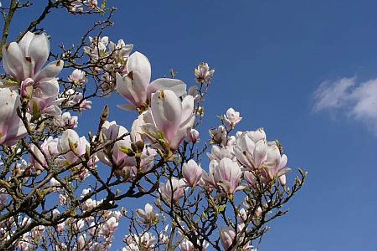 Zamamna magnolija