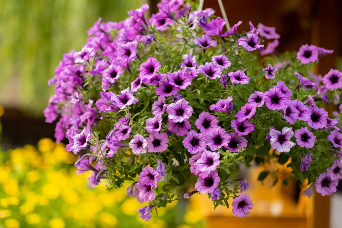 shutterstock_2184457349.jpg