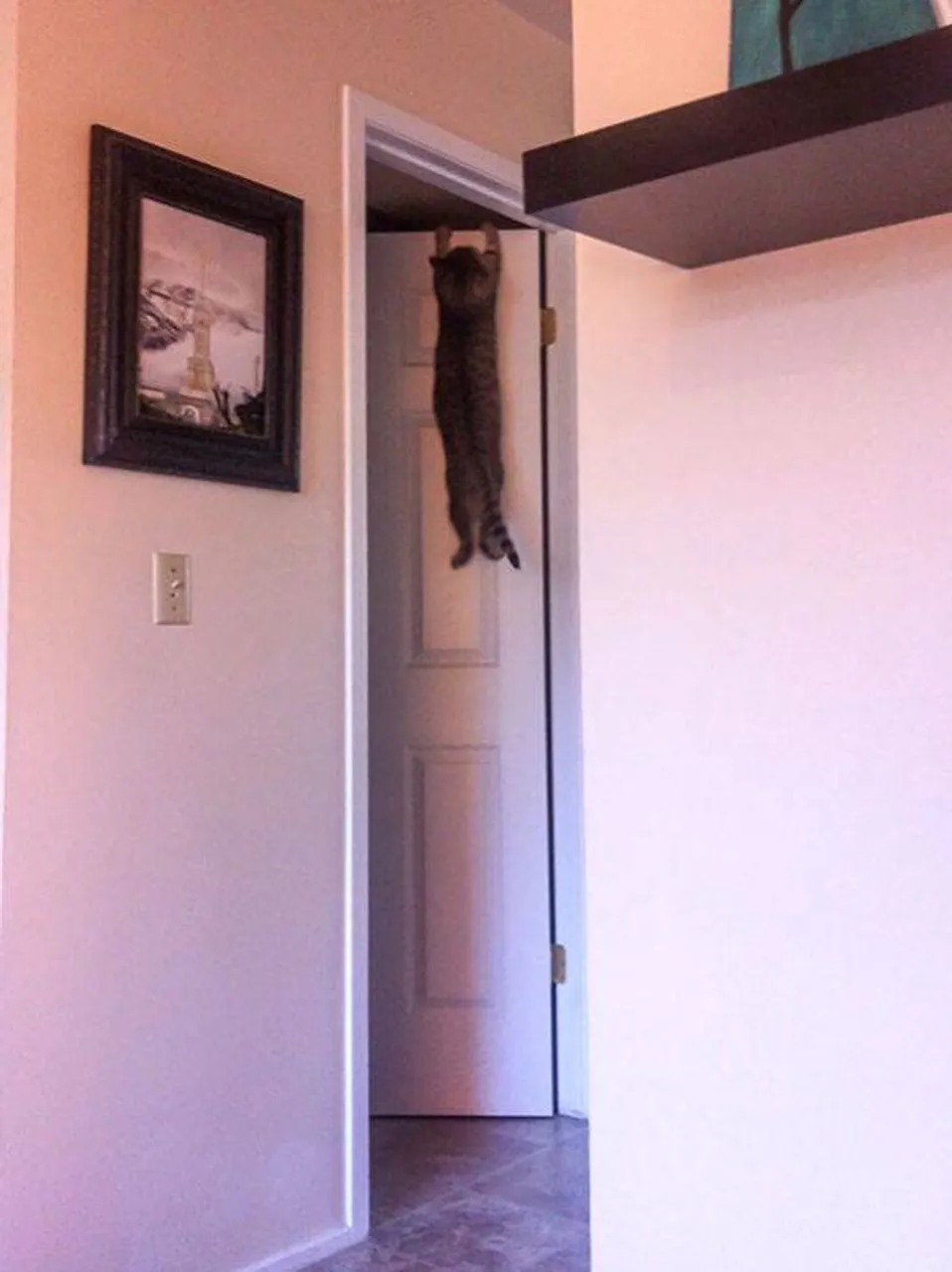 cats_who_just_wanna_spend_a_few_of_their_nine_lives_640_high_02
