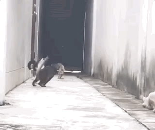 cats_who_just_wanna_spend_a_few_of_their_nine_lives_24