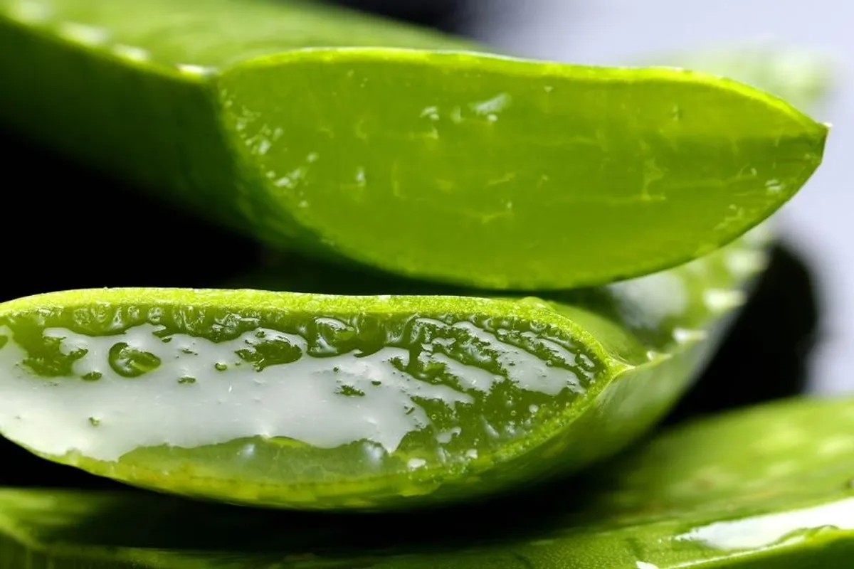 8 razloga zašto bi trebala redovito nanositi Aloe vera gel na lice