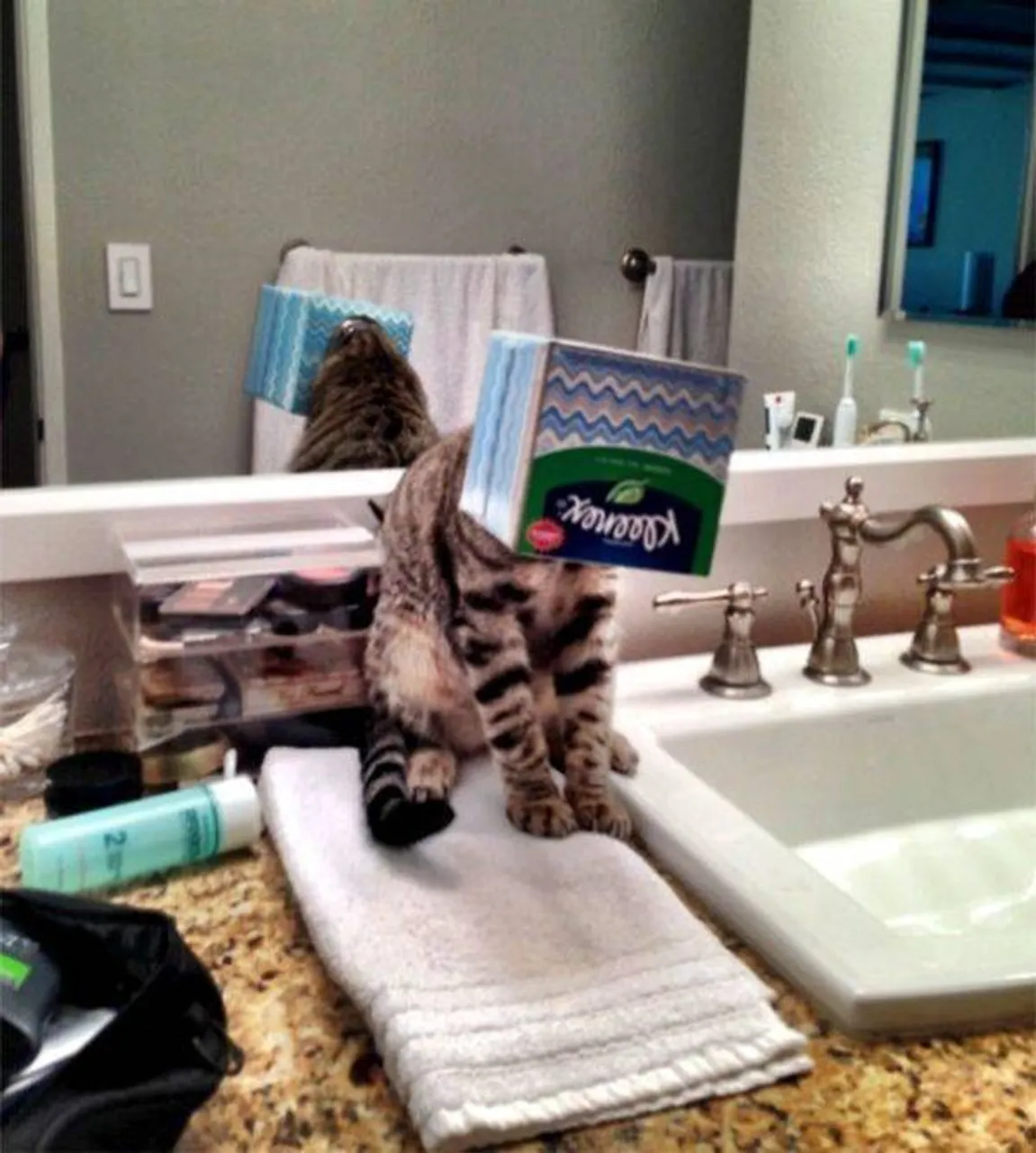 cats_who_just_wanna_spend_a_few_of_their_nine_lives_640_high_18