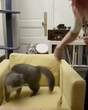 cats_who_just_wanna_spend_a_few_of_their_nine_lives_01