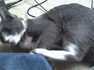 cats_who_just_wanna_spend_a_few_of_their_nine_lives_08