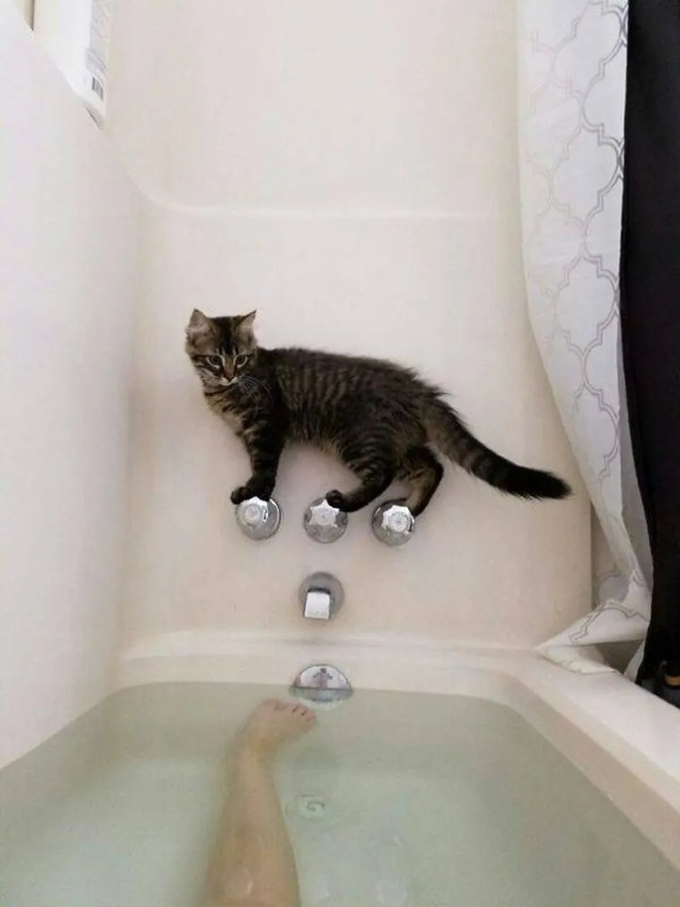 cats_who_just_wanna_spend_a_few_of_their_nine_lives_640_high_17