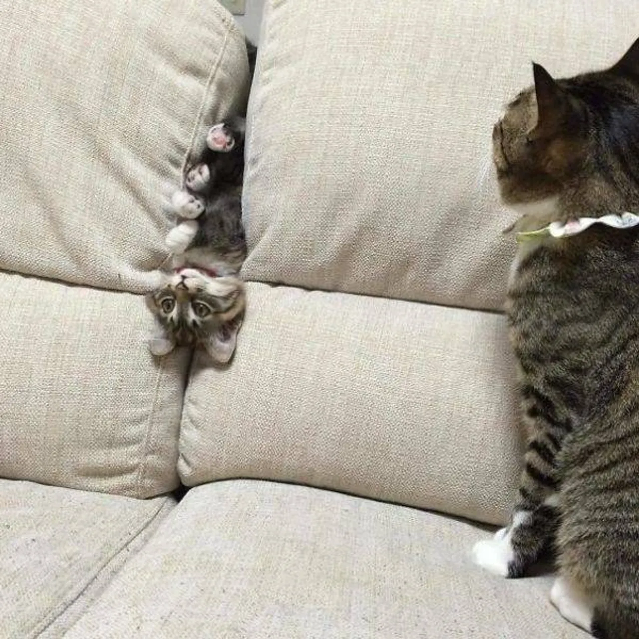 cats_who_just_wanna_spend_a_few_of_their_nine_lives_640_22
