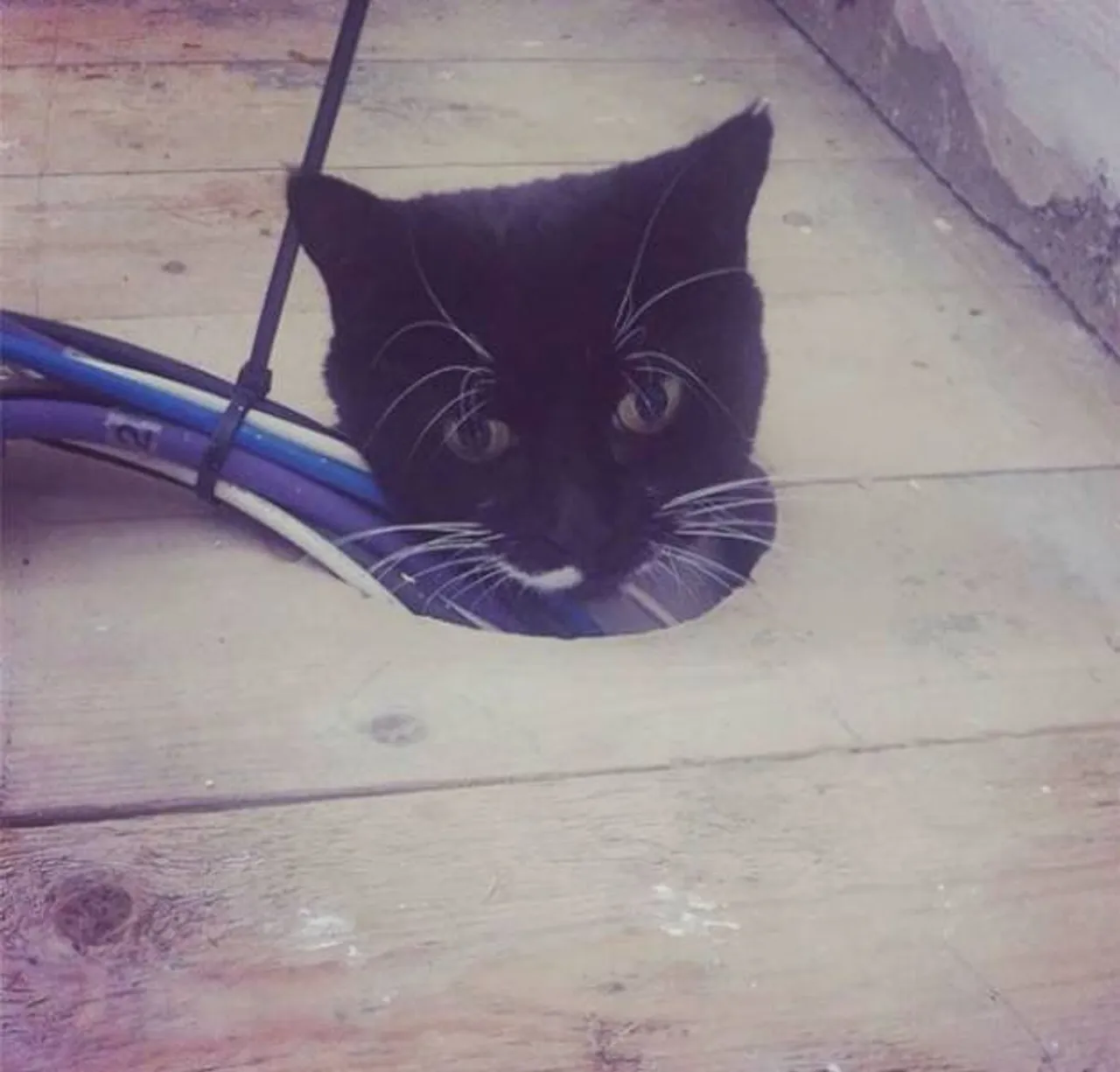 cats_who_just_wanna_spend_a_few_of_their_nine_lives_640_23