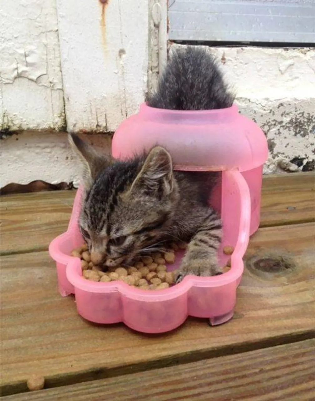cats_who_just_wanna_spend_a_few_of_their_nine_lives_640_high_12