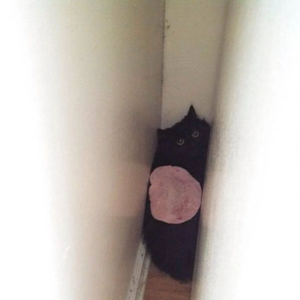 cats_who_just_wanna_spend_a_few_of_their_nine_lives_640_16
