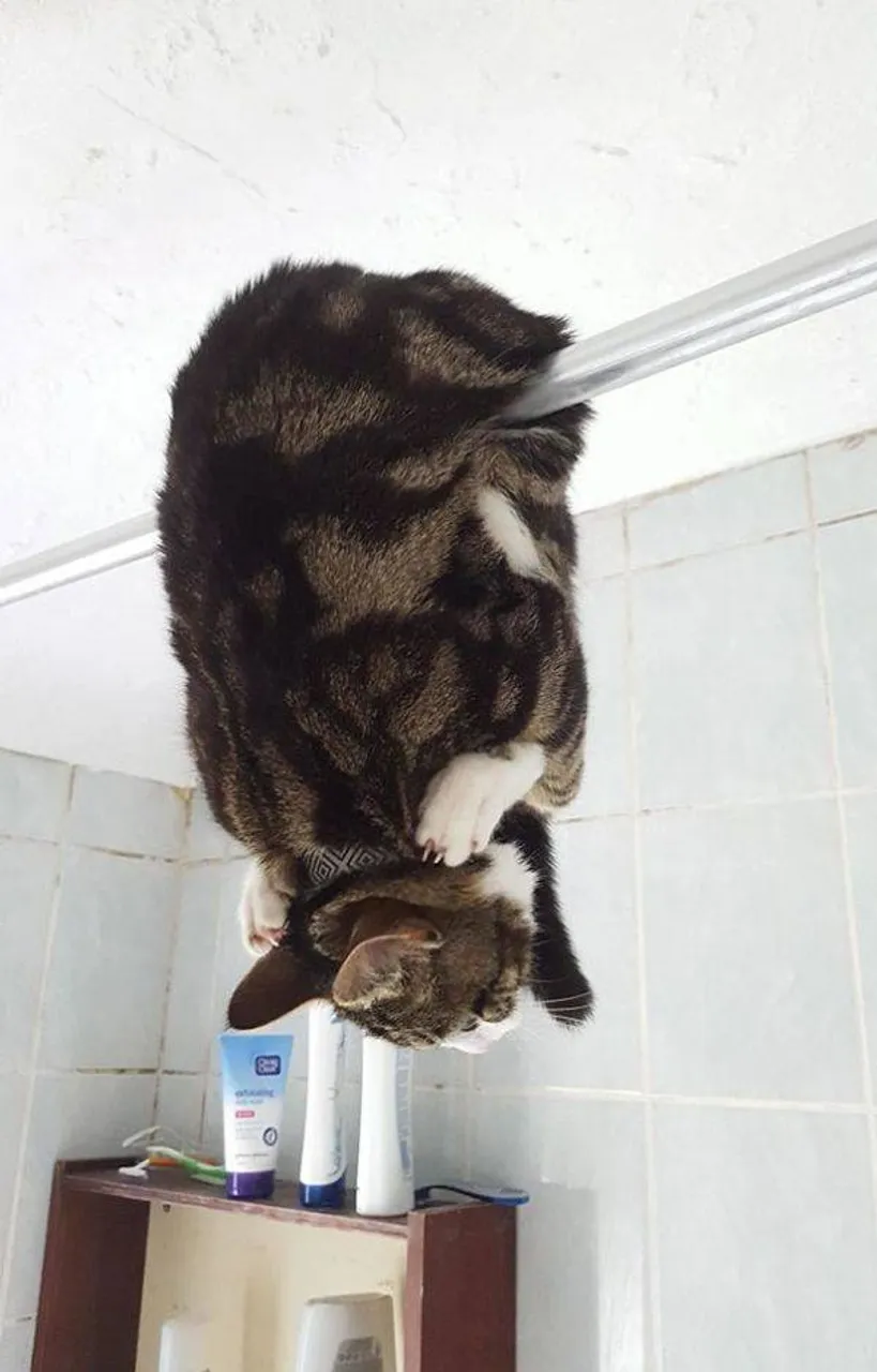 cats_who_just_wanna_spend_a_few_of_their_nine_lives_640_high_26