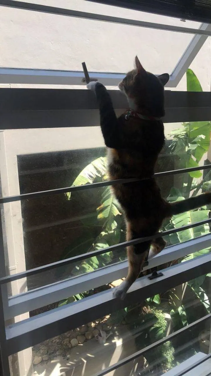 cats_who_just_wanna_spend_a_few_of_their_nine_lives_640_high_13