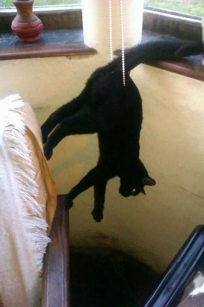cats_who_just_wanna_spend_a_few_of_their_nine_lives_640_high_04