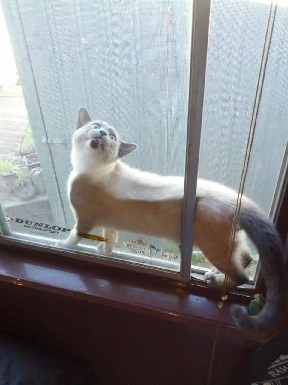 cats_who_just_wanna_spend_a_few_of_their_nine_lives_640_high_19