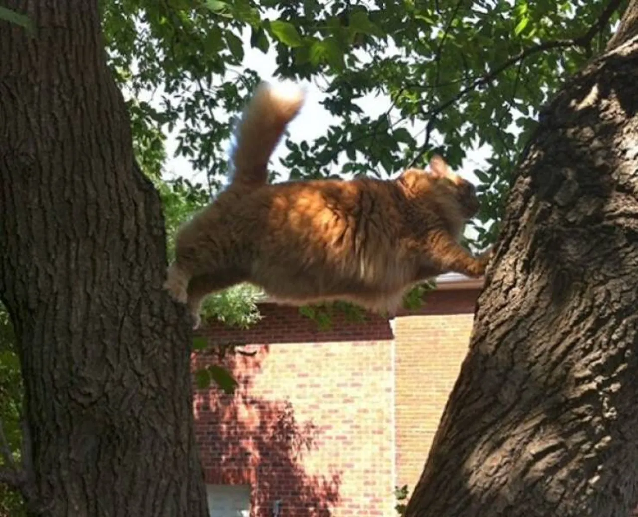 cats_who_just_wanna_spend_a_few_of_their_nine_lives_640_03