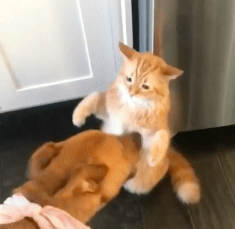 cats_who_just_wanna_spend_a_few_of_their_nine_lives_15