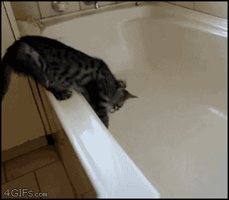 cats_who_just_wanna_spend_a_few_of_their_nine_lives_20